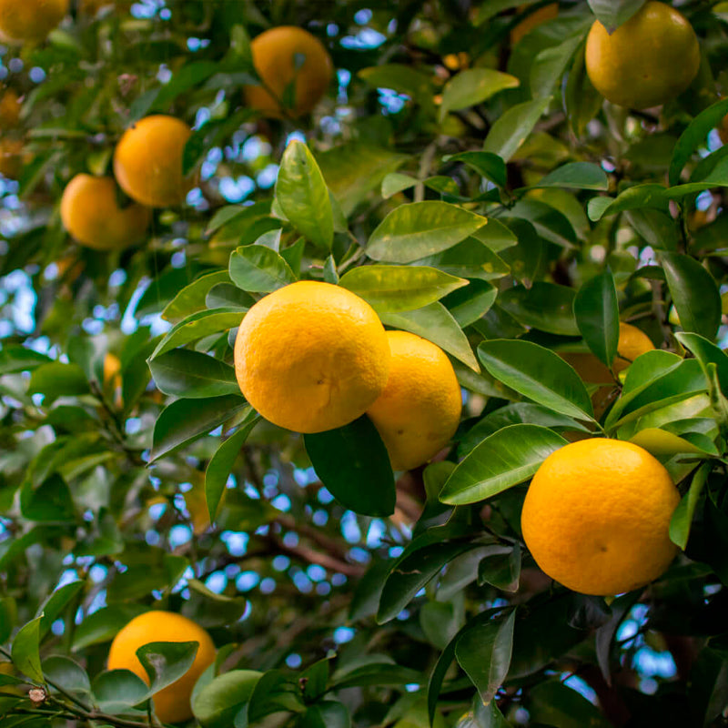 ゆず七味<e>どこでも活躍する薬味</e>